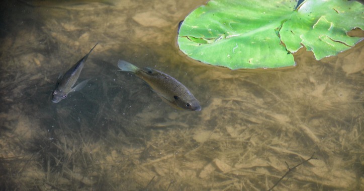bluegill in pond