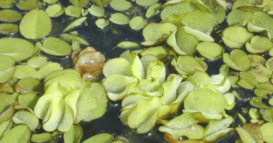 invasive pondweed