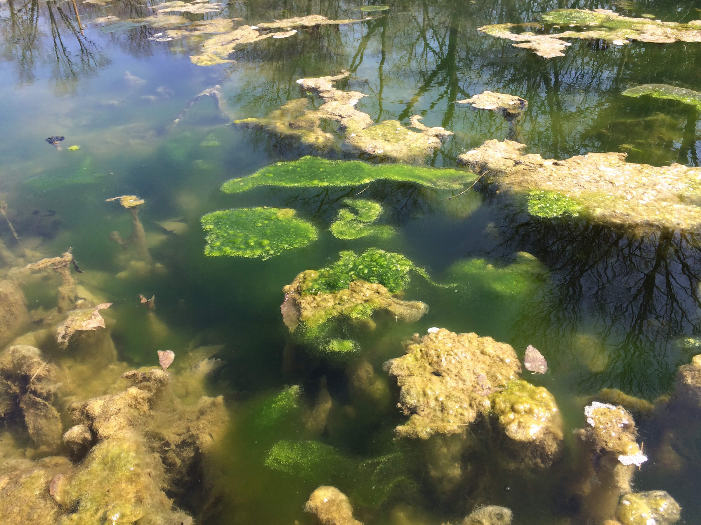 Filamentous-Algae